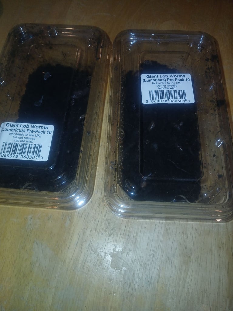 Livefood Giant Lumbricus Lobworms 18