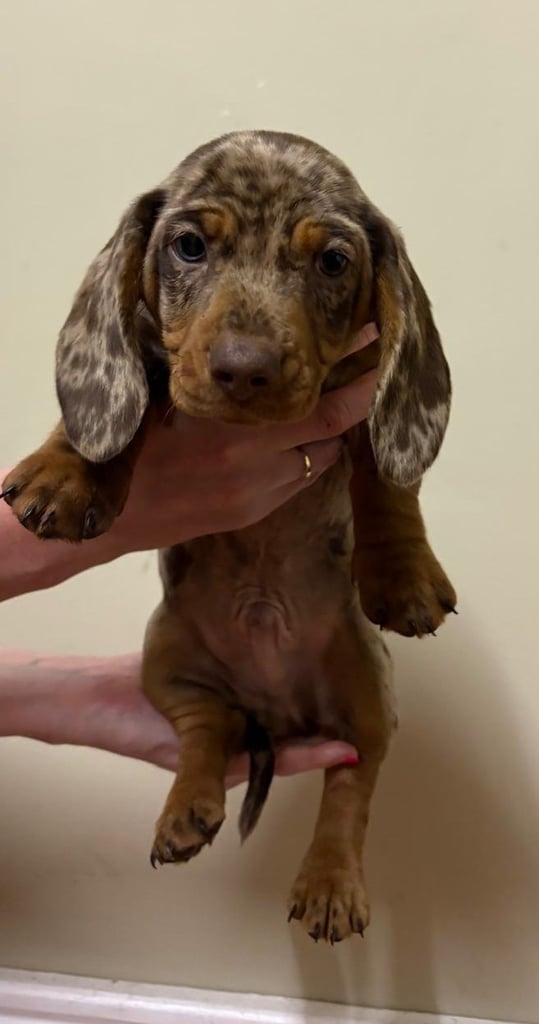3 Pedigree miniature smooth dachshund puppies available now- £950 each 