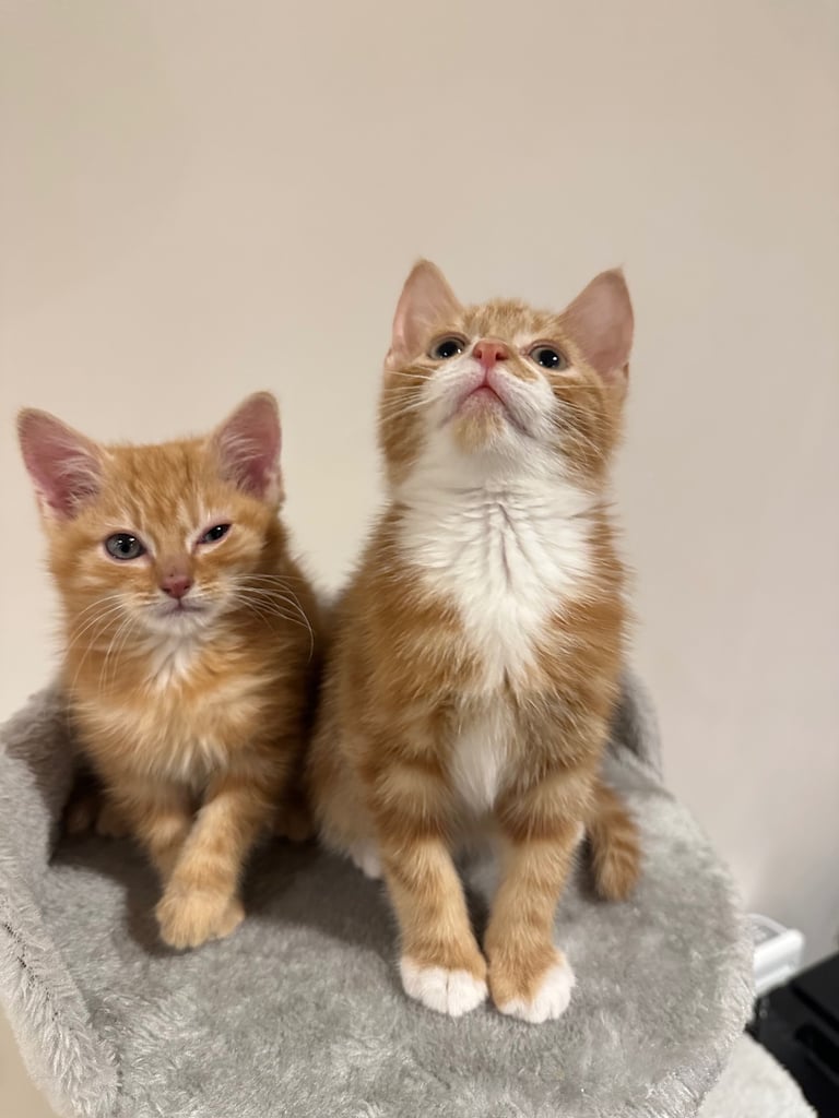 Ginger kittens available