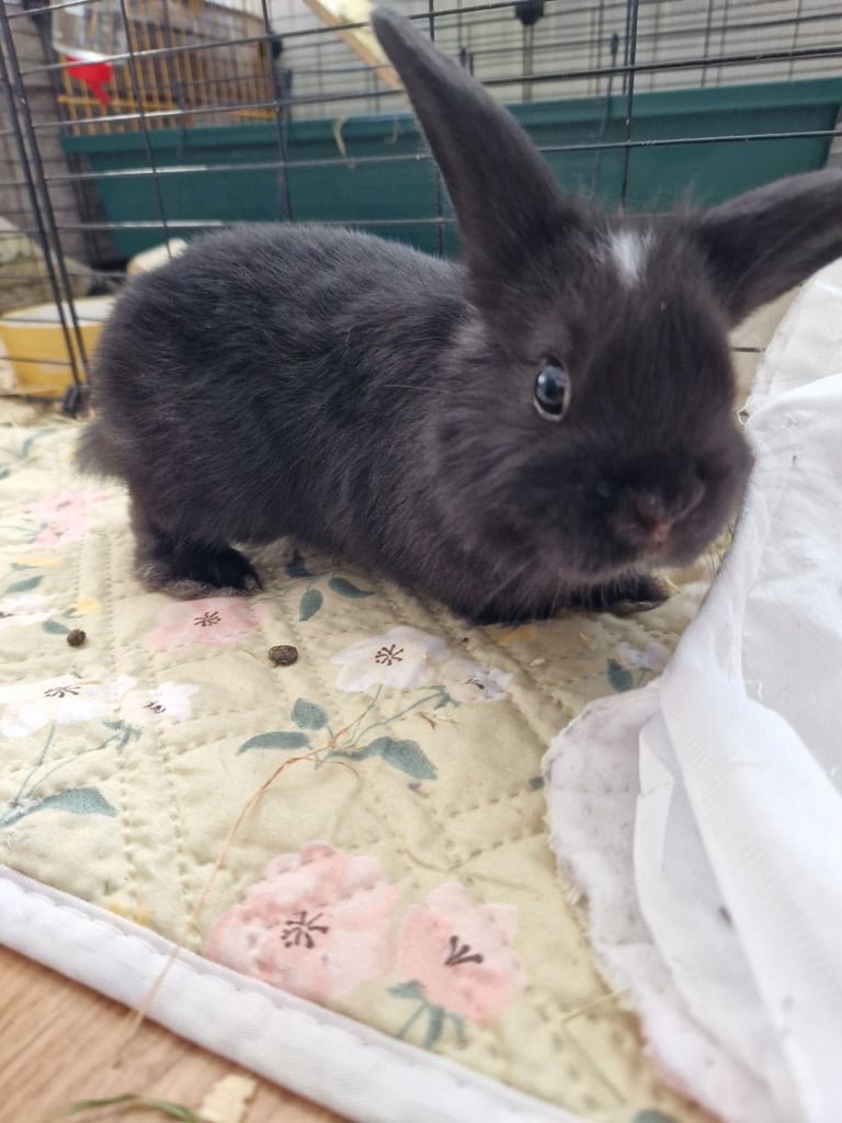 8 week old rabbits