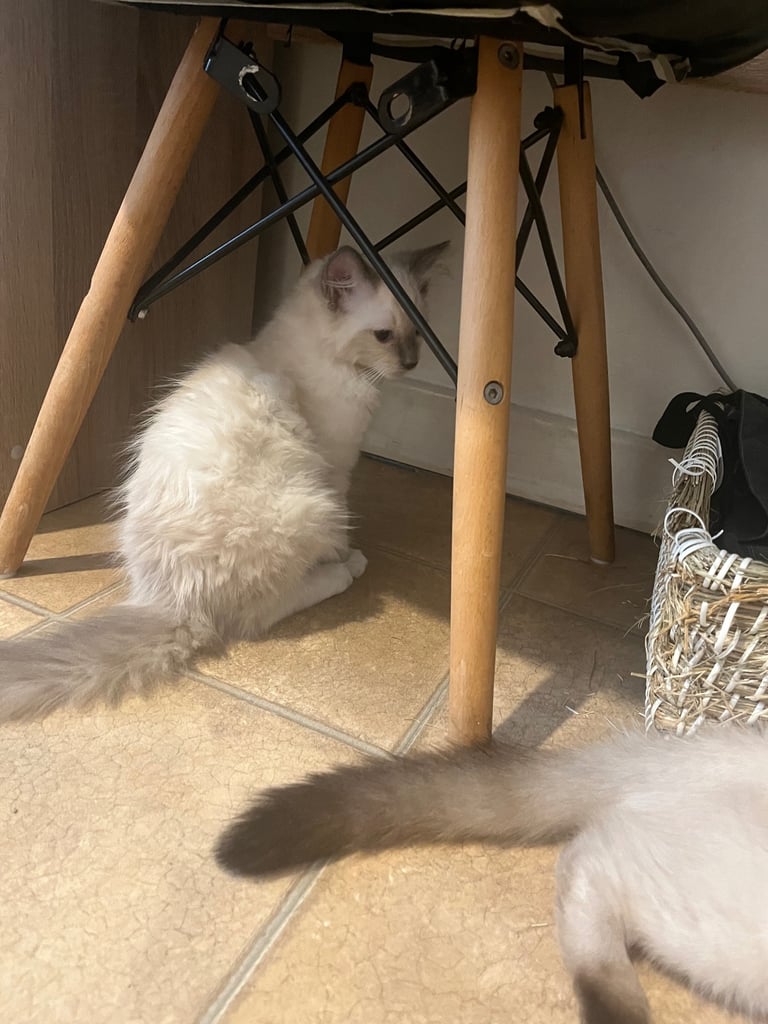 Beautiful Ragdoll Kittens