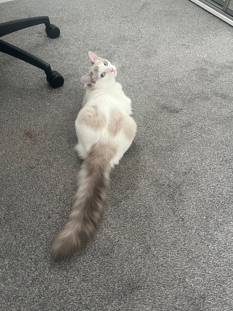 🩵 Beautiful 7-Month-Old Ragdoll Boy