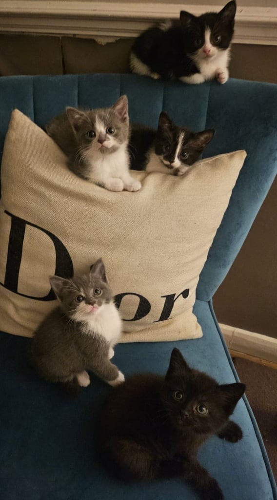 Beautiful British Short haired mixed breed kittens 