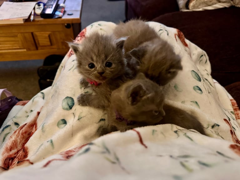 British blue kittens