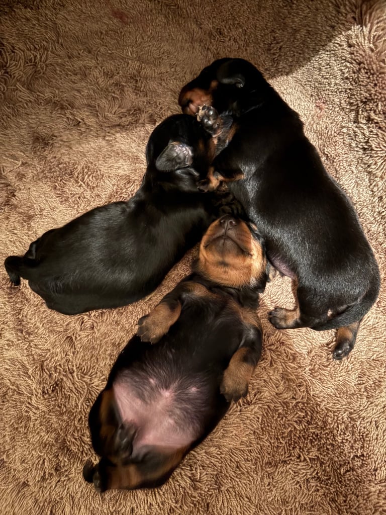 image for Miniature Dachshound puppies 