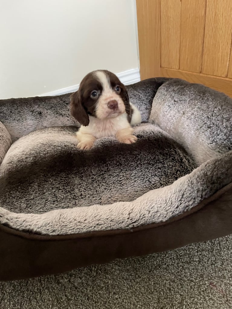 Cocker spaniel puppies 