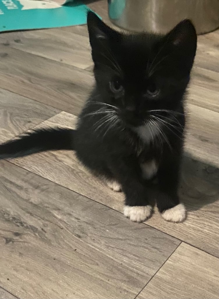  kittens ready now 