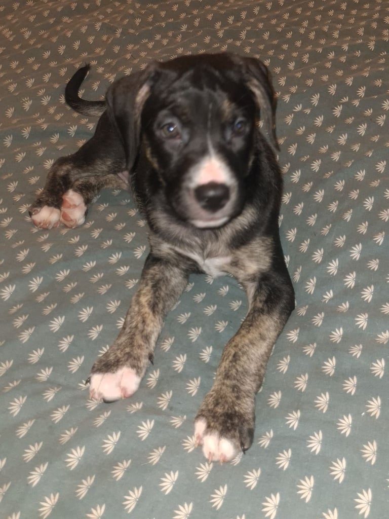 Cane corso x