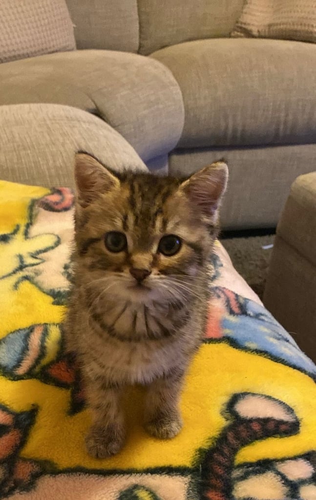 Beautiful kitten for sale 