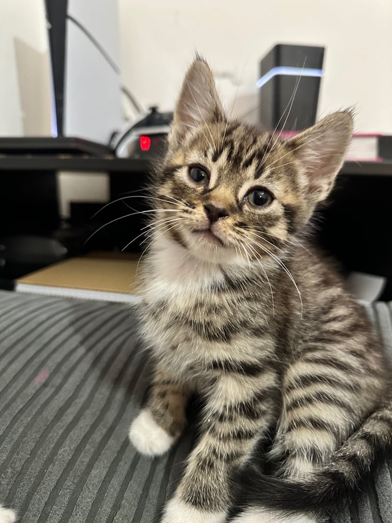 🐾 Adorable Kittens Ready for Their Forever Homes! 🏡