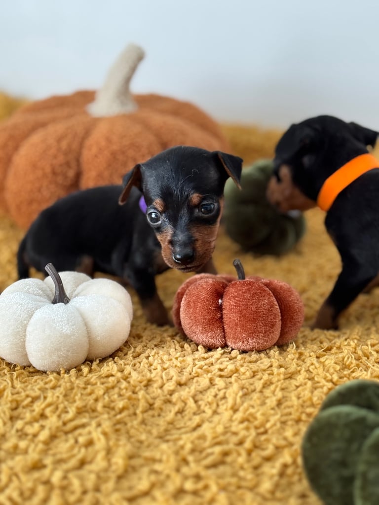Not KC Reg Miniature Pincher Puppies 