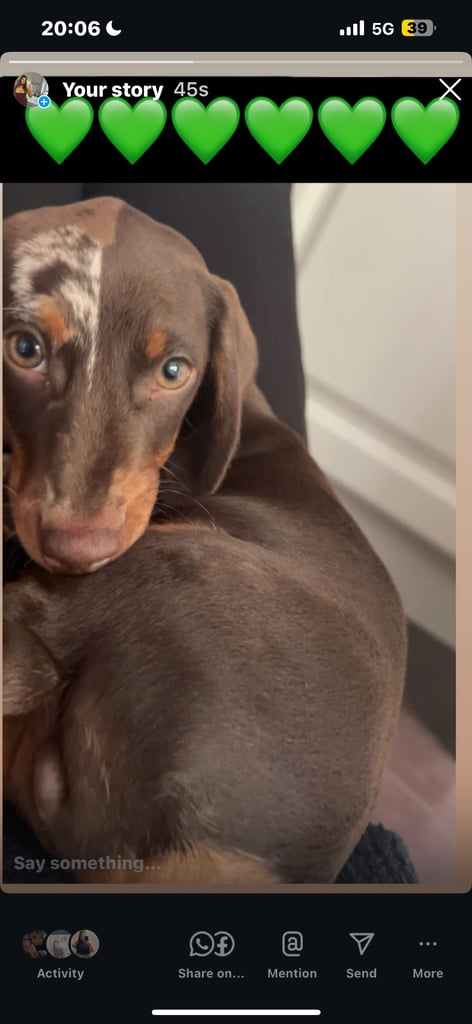 Boy miniature dachshund 