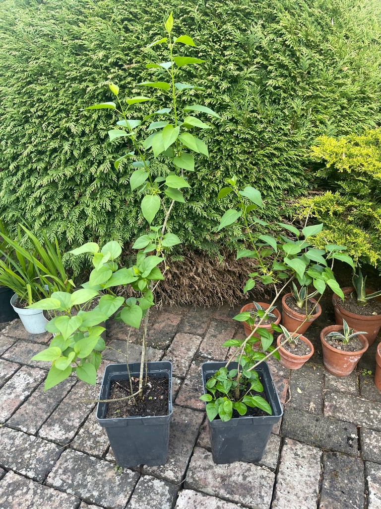 image for Lilac plants. £7 each. Fulham