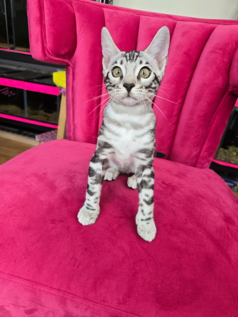 Exquisite Tica reg Bengal Kittens ***READY NOW****