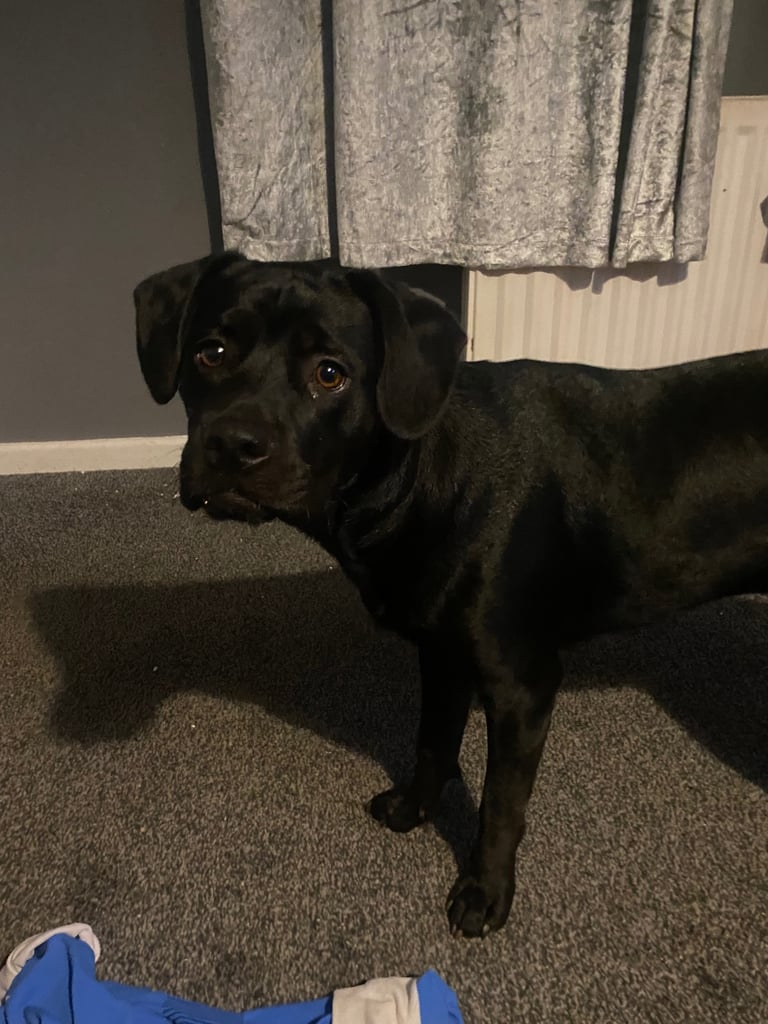 Male dog for sale £200