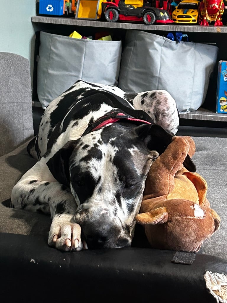 3 year old Great Dane