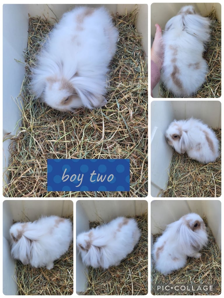 2 beautiful bucks mini lion lop ready to go 