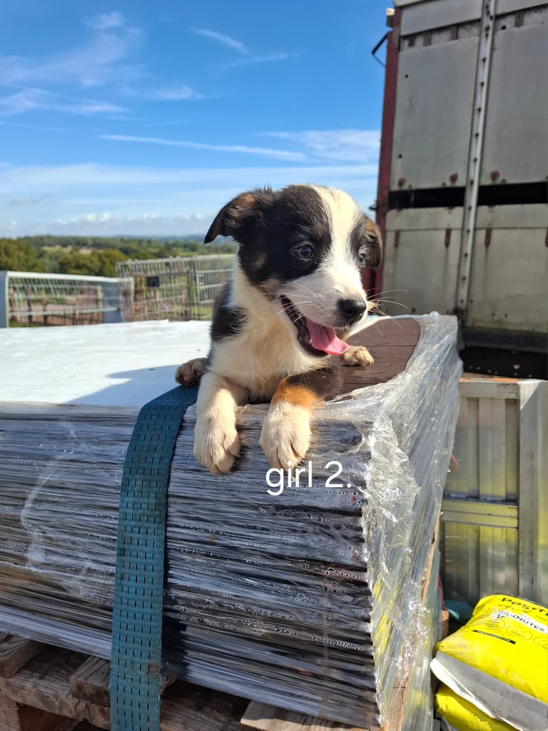 Sheep dog puppies. 