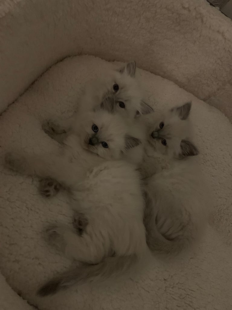 Pure Ragdoll kittens ready now!!