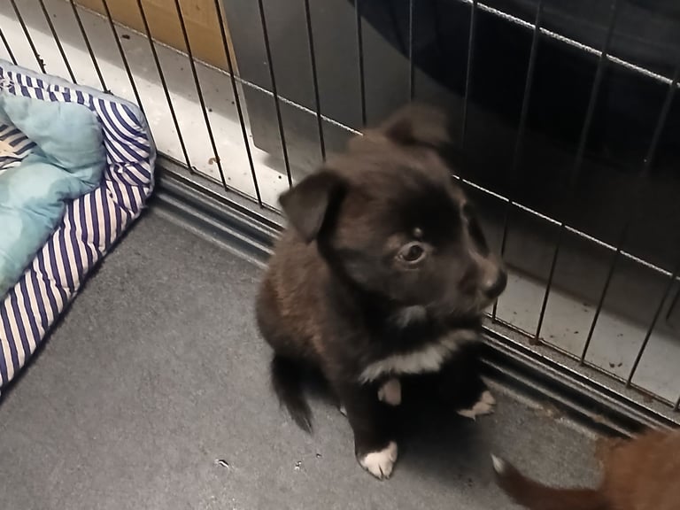 Mum is a husky collie cross dad is a malamute husky cross 