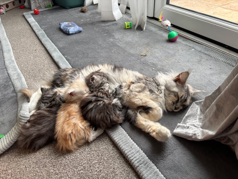 image for Stunning Maine coon kittens available November 16th