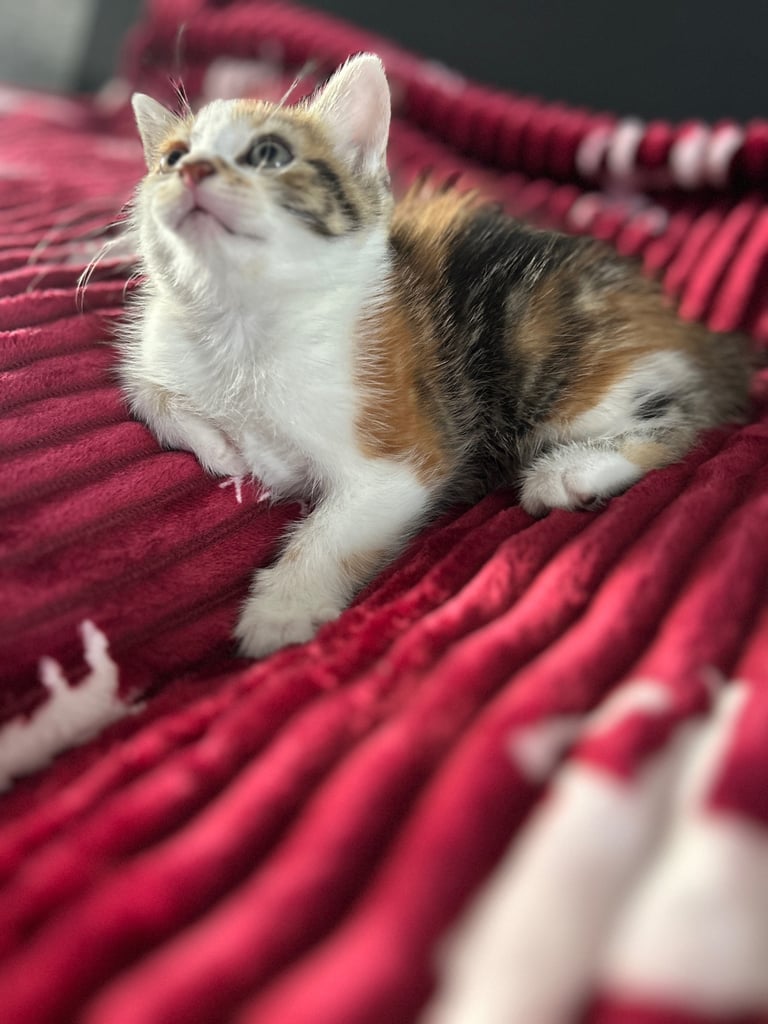 5 kittens (three left )