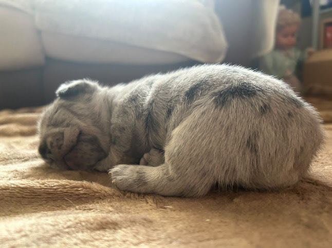 5 ⭐️ French bulldogs carrying fluffy 😍