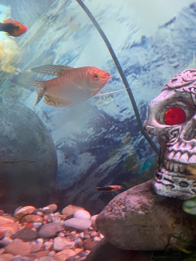 Aquarium with fish