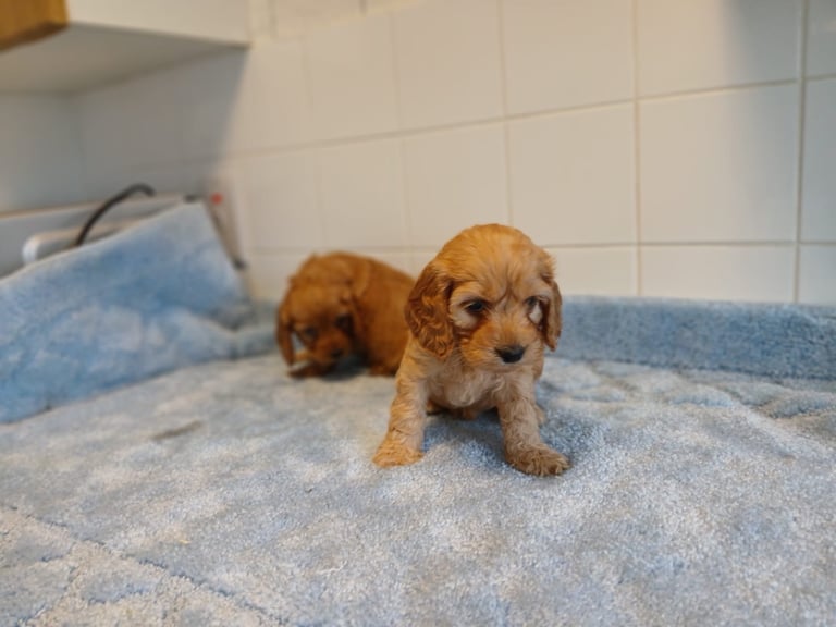 image for Cavapoo puppy’s 