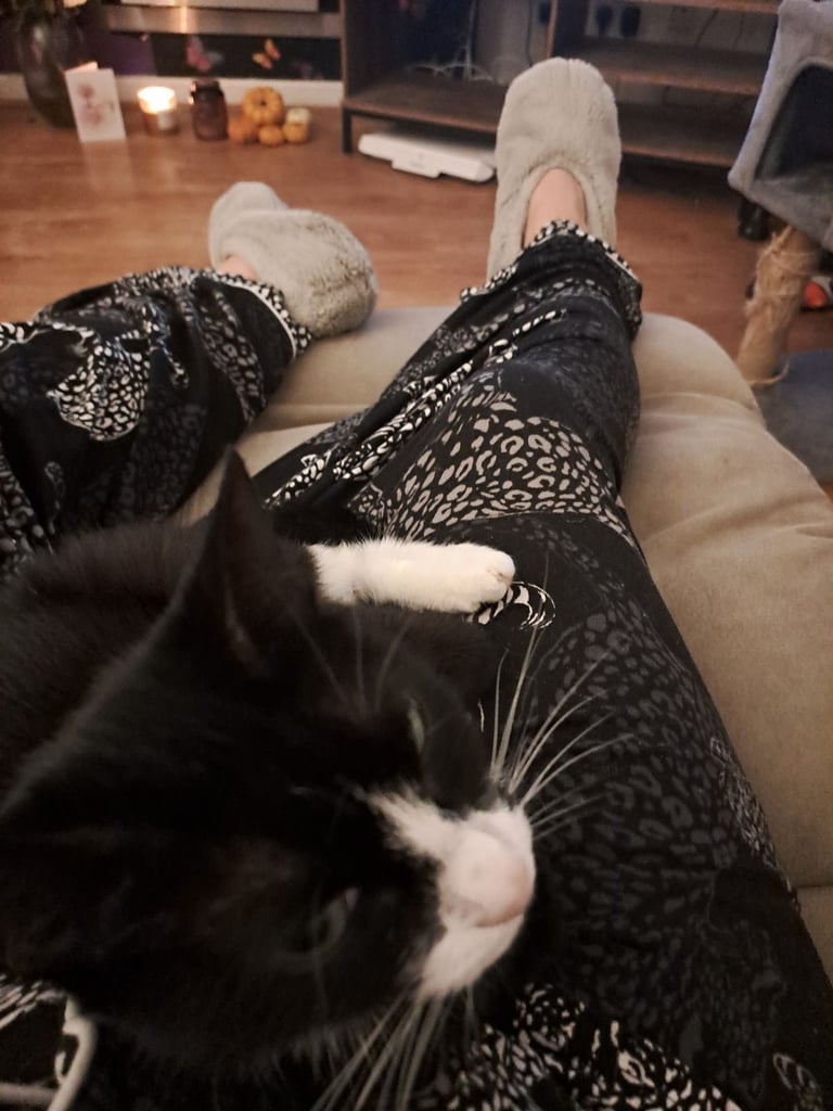 image for 4 year old female cat
