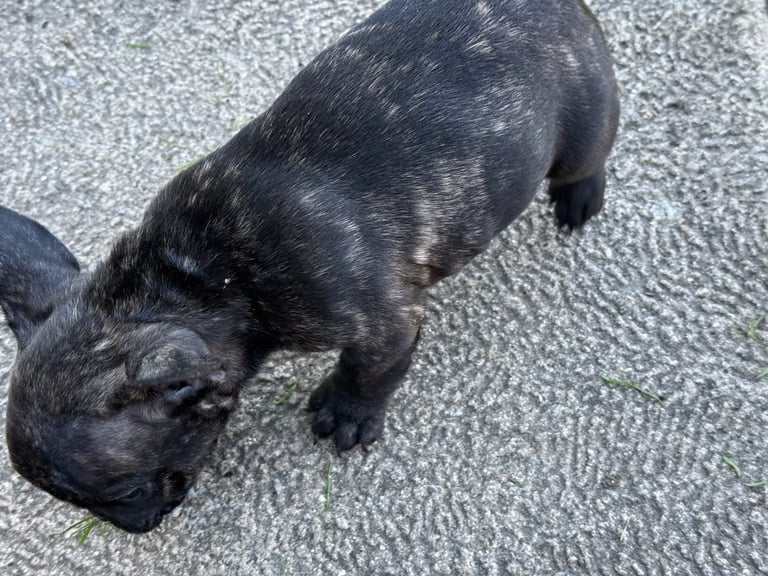 French bulldog puppy for sale 