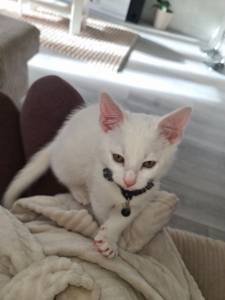 Male White Kitten 