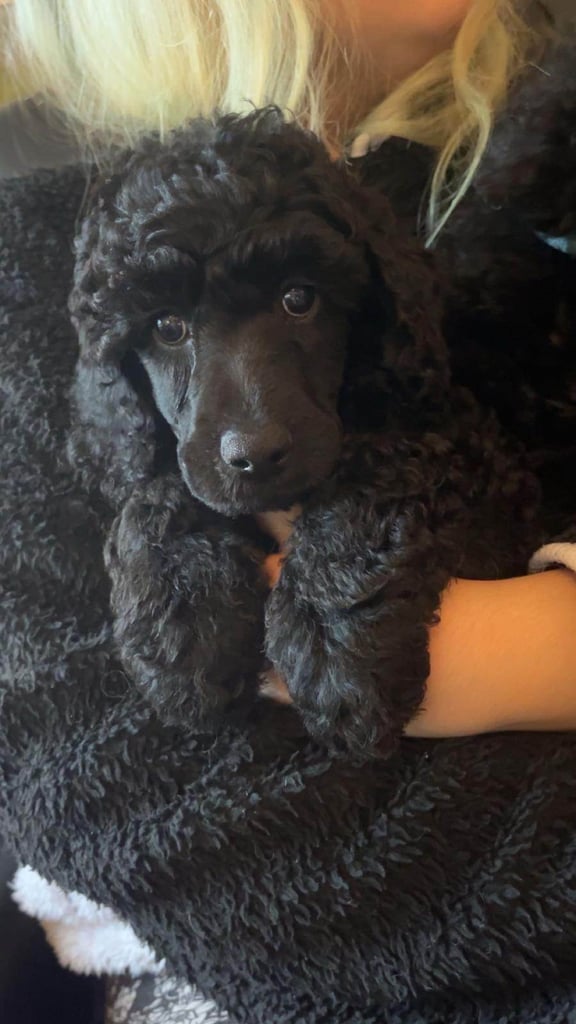 Two Exceptional Black Female Poodle Puppies — Family-Raised — 5★ Homes Only