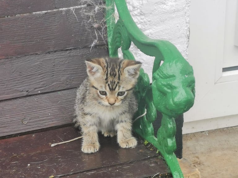 Kittens for sale Lisburn