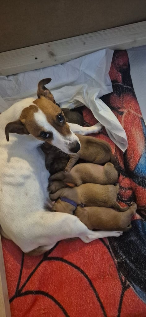 Jack Russel x Dachshund Puppies 