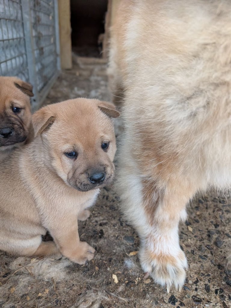 Chowchow X staffy 