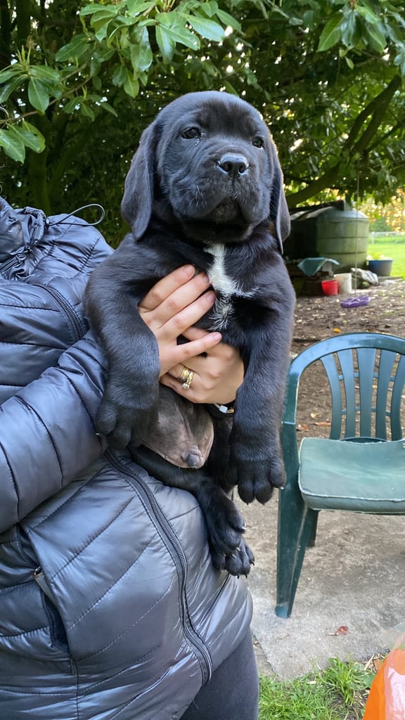 Traditional cane corso puppy ready to live now 🥰🥰