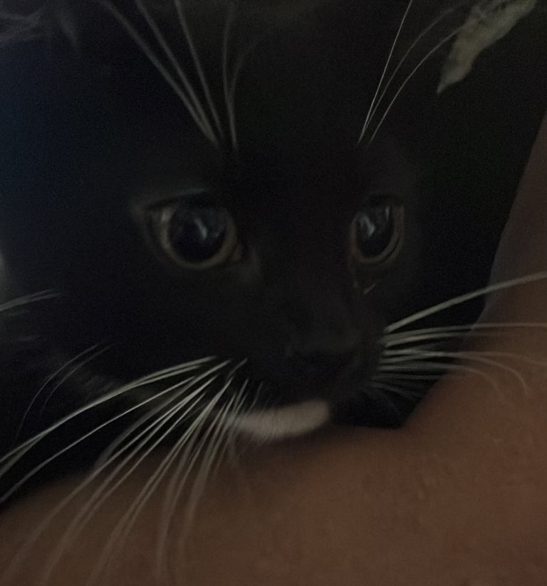 2 tuxedo male kittens need loving homes