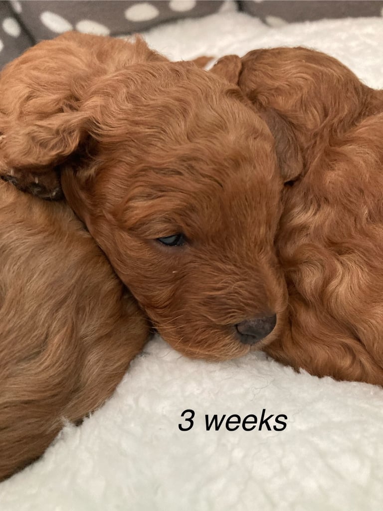 F1B TINY COCKAPOOS
