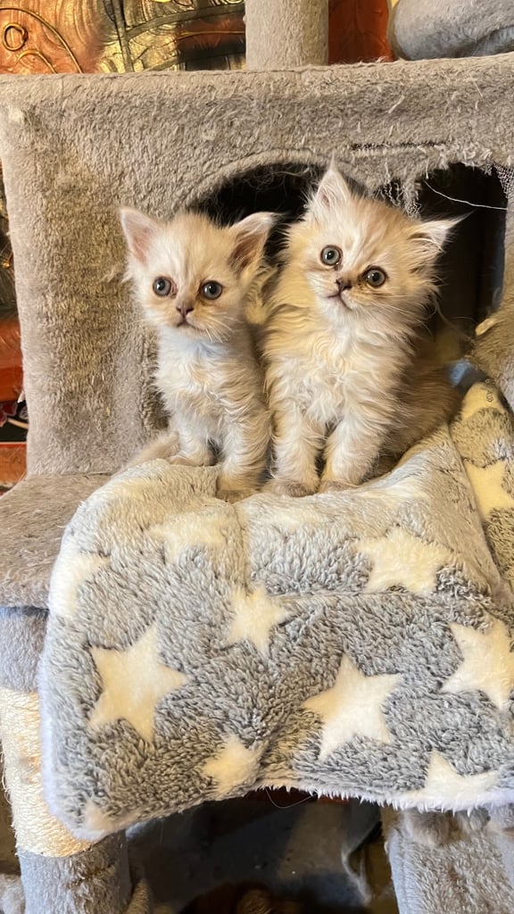 Ready to go Persian kittens 