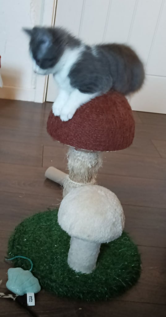 Ready now! Pair of kittens 