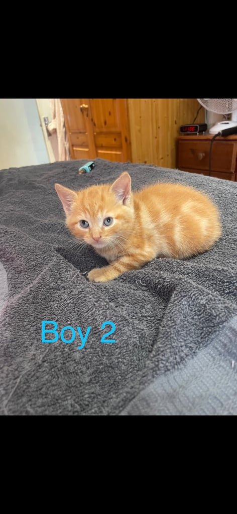 image for 5 beautiful kittens looking for their forever home in Brighton