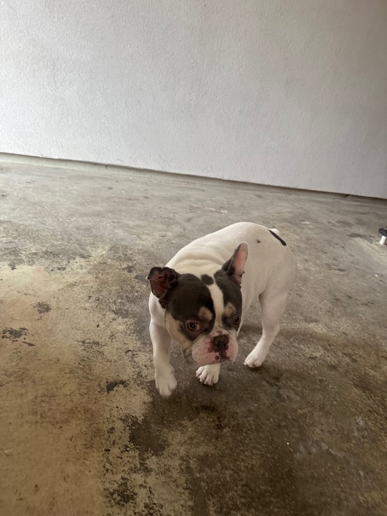 French bulldog