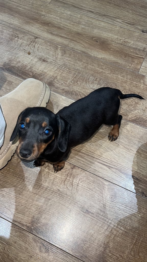 Miniature Dachshund female puppy