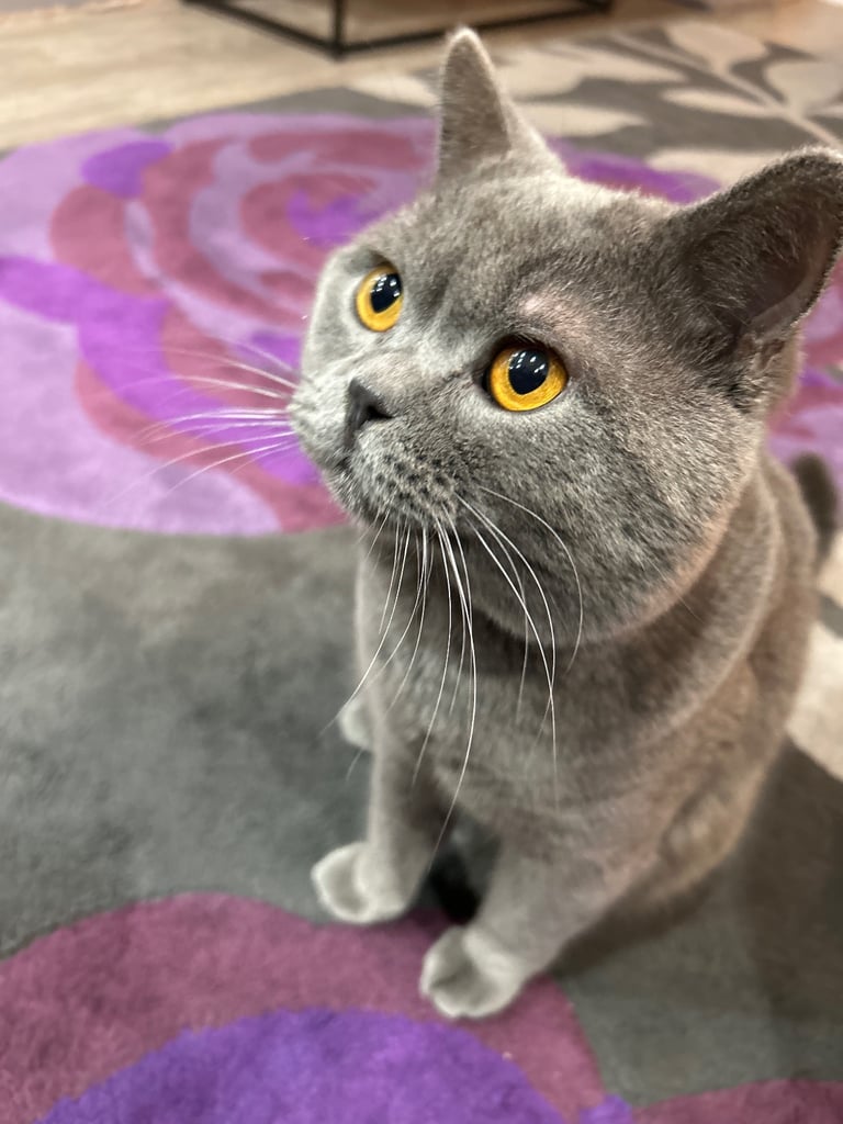 Cat for sale