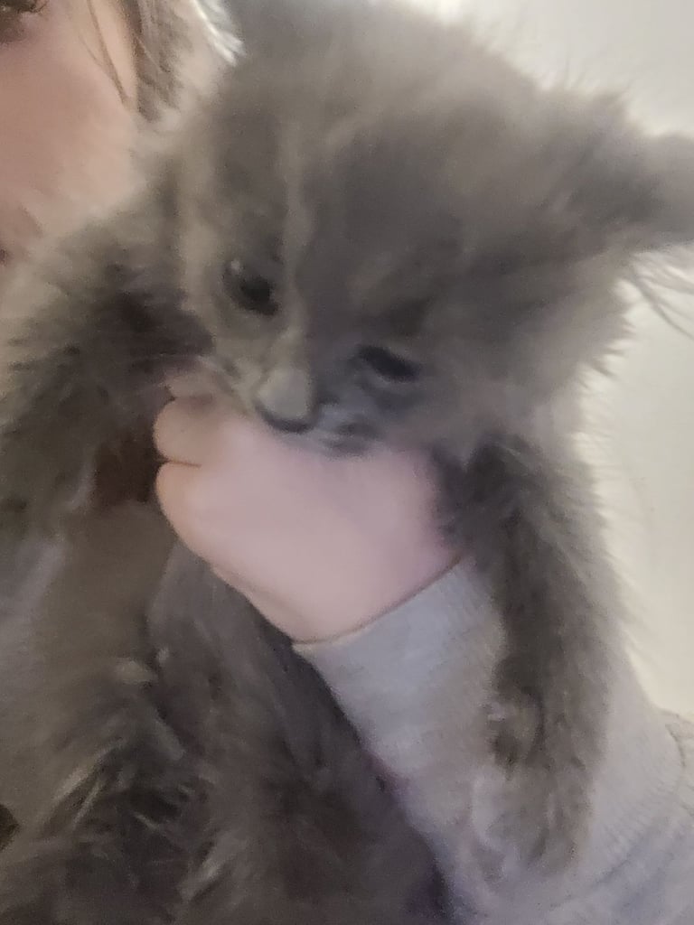 3 Ragdoll maine-coon x Blue Russian kittens ready to go. £350