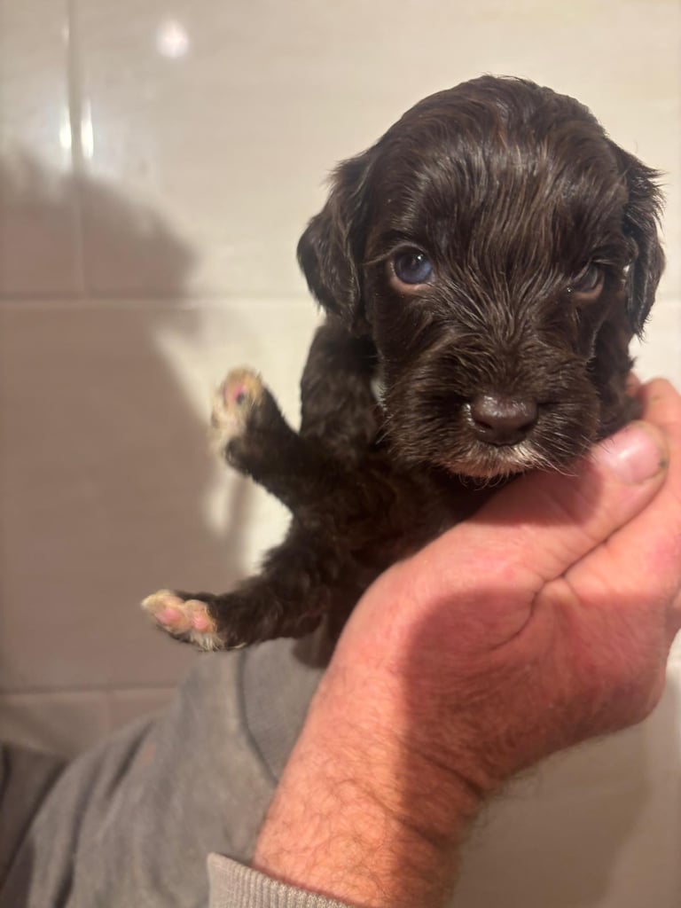 f2 Cockapoo puppies 7 left 