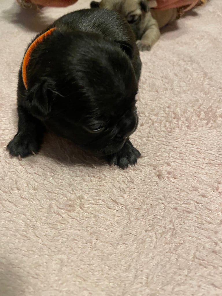 French bulldog puppies