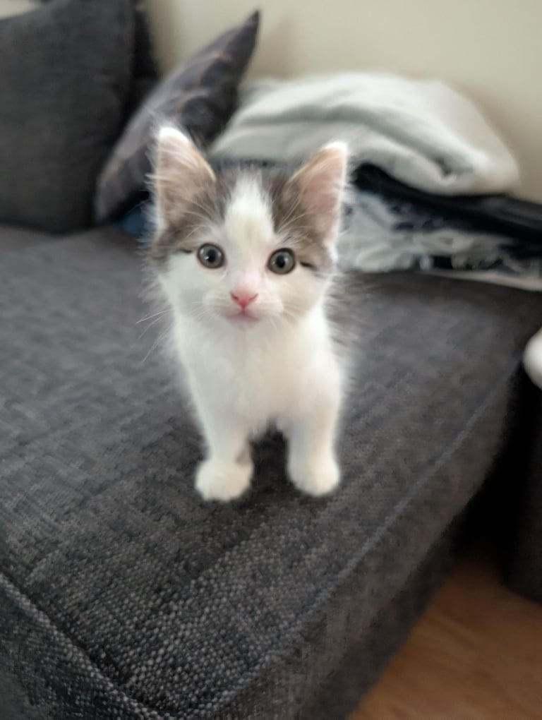 image for 8 week kitten comes with everything 