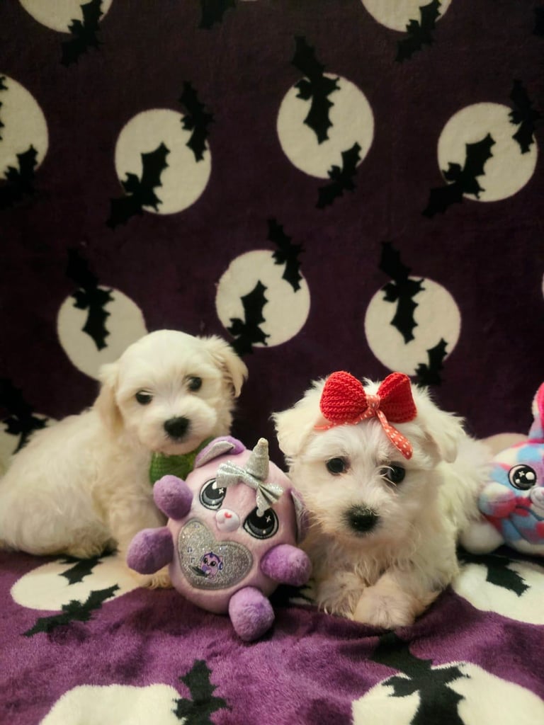 image for Puppy Maltese 8 weeks old ready to go now!